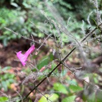 Strobilanthes habracanthoides J.R.I.Wood